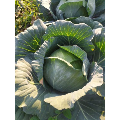 Семена капусты белокочанной Канзас F1 (65-70 дней), 2500 сем. Lark Seeds